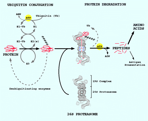 depiction of protein degradation in cells